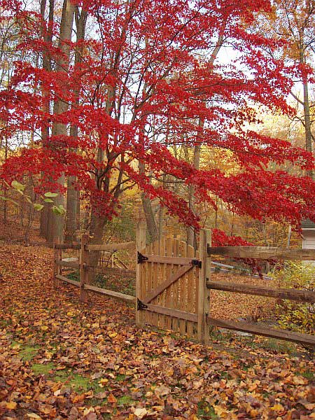 Gate in the fence