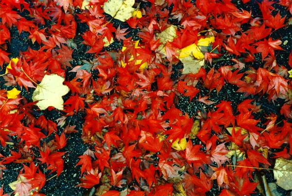 Red leaves