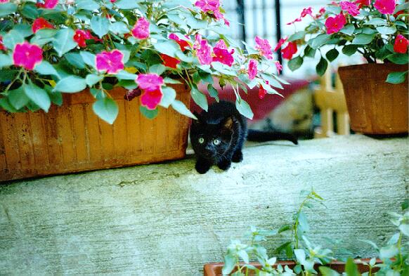 Loreley in the flowers