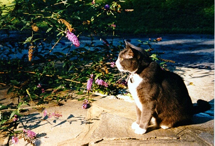 Singollo at the butterfly bush